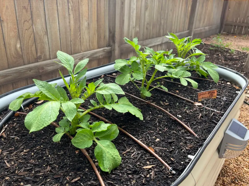 young potato plants in a raised garden bed