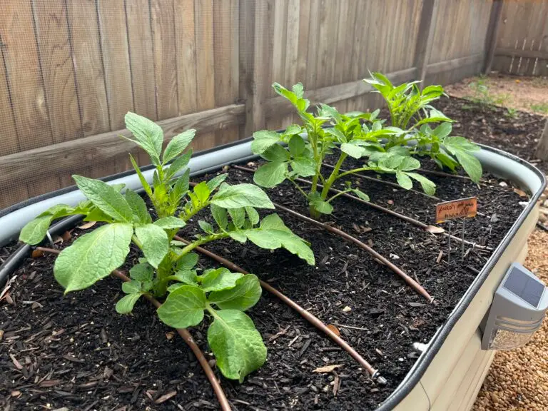 young potato plants in a raised garden bed