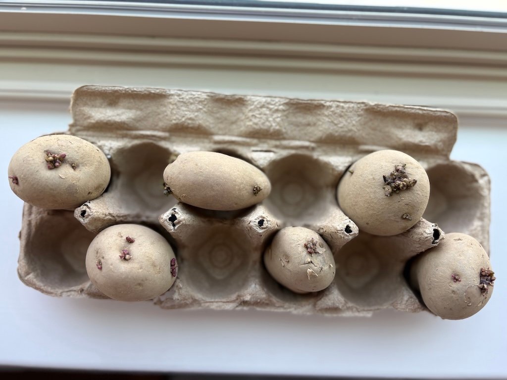 seed potatoes in an egg carton