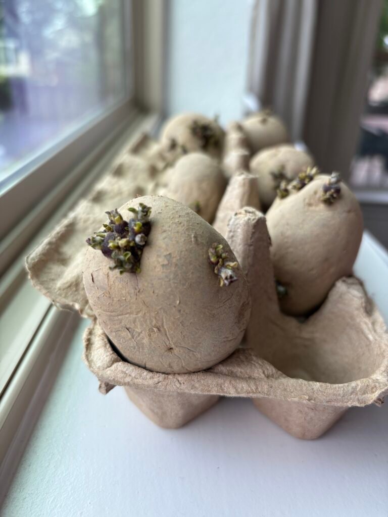sprouted seed potatoes