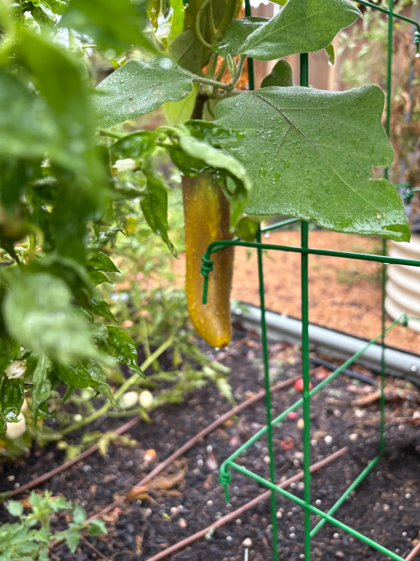 Poamoho eggplant with yellow discoloration