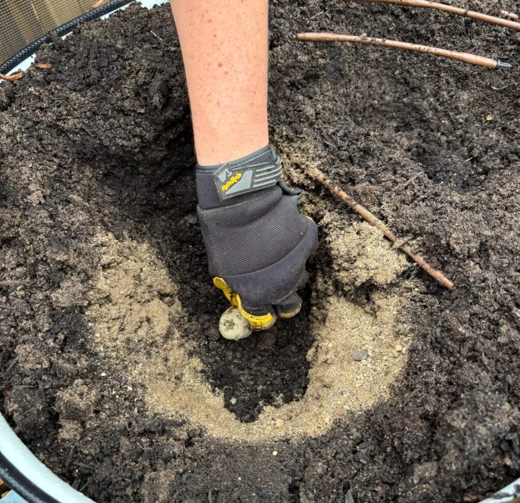 hand planting potato in soil