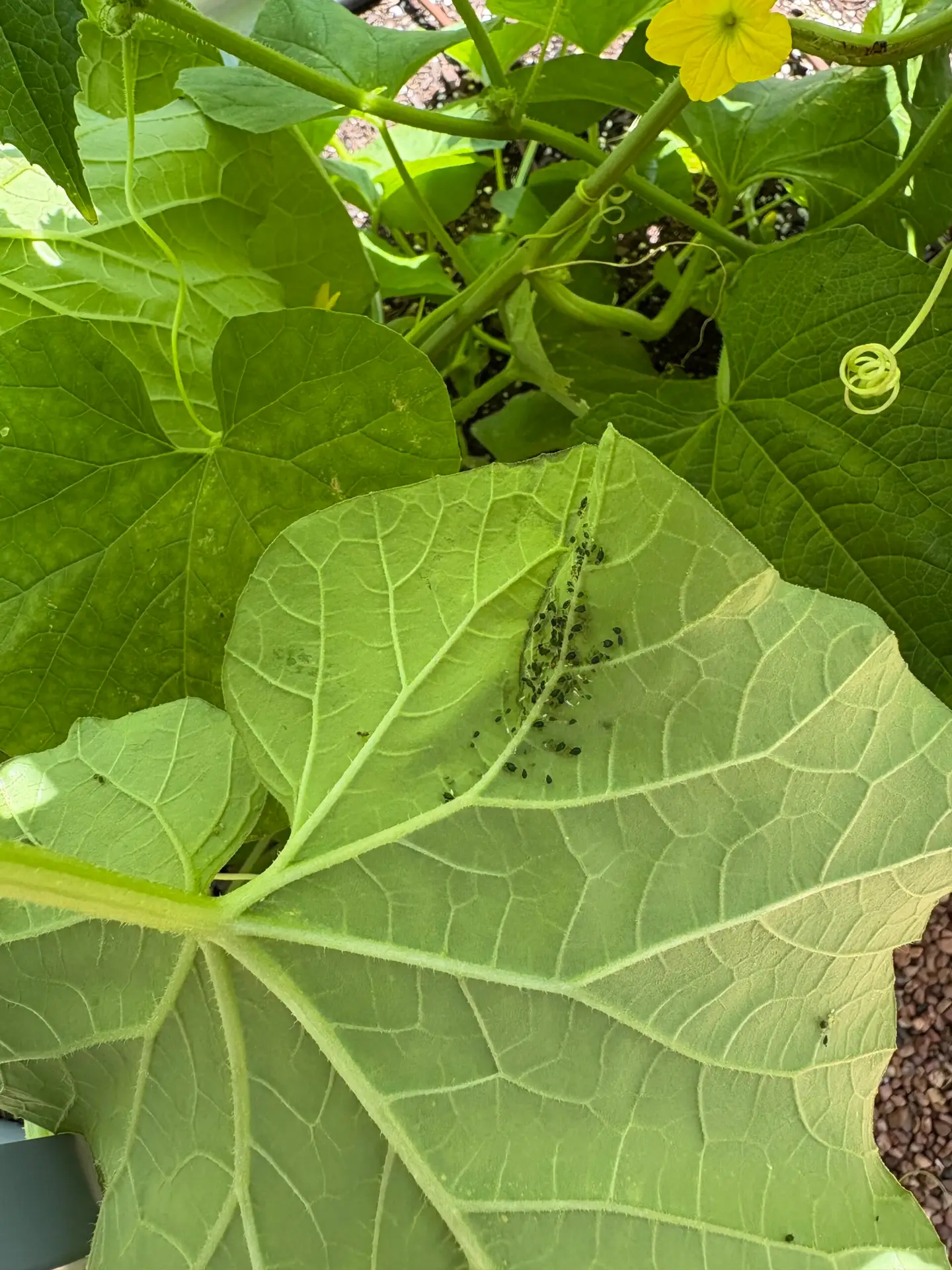aphids on a melon leaf