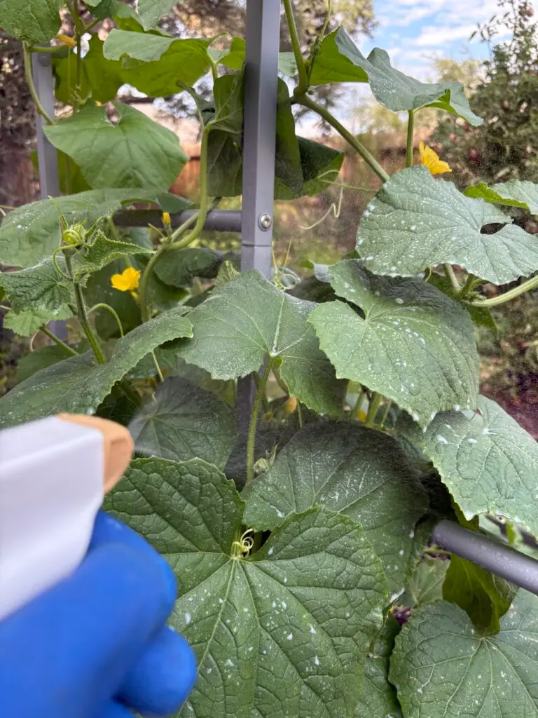 neem oil spraying onto melon leaves