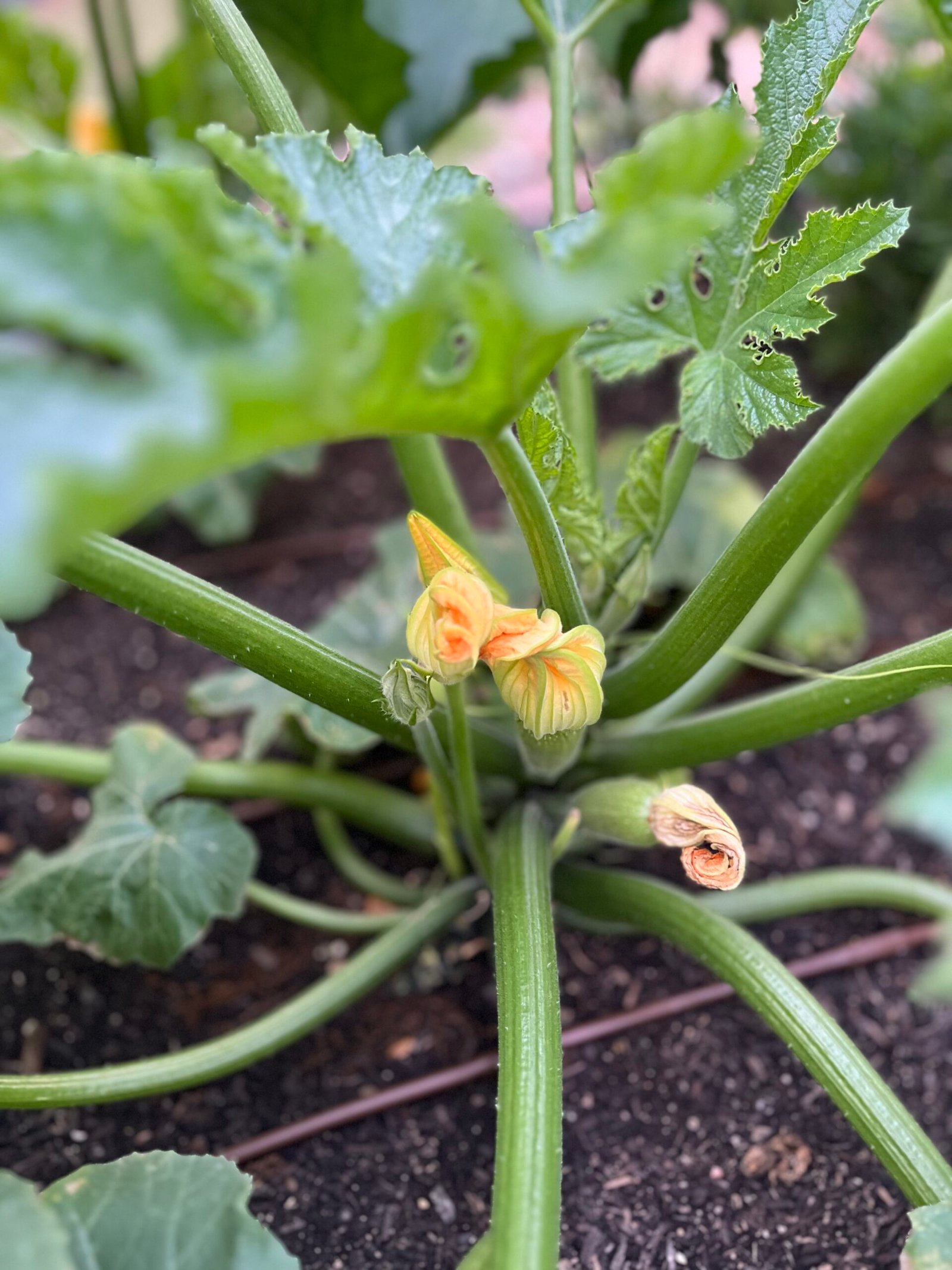 Home squash plant with blossoms