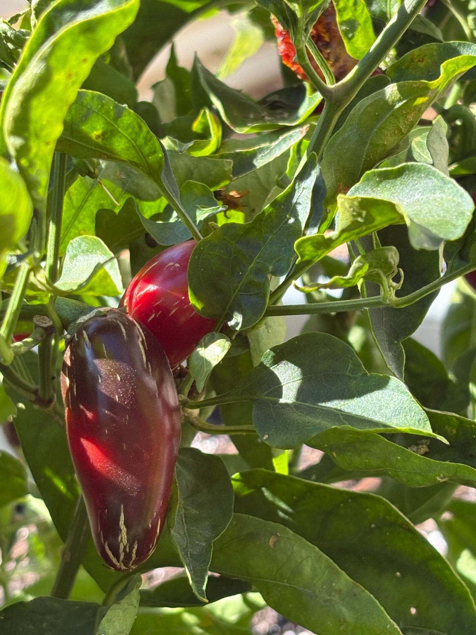 Home red jalapeno peppers on the plant