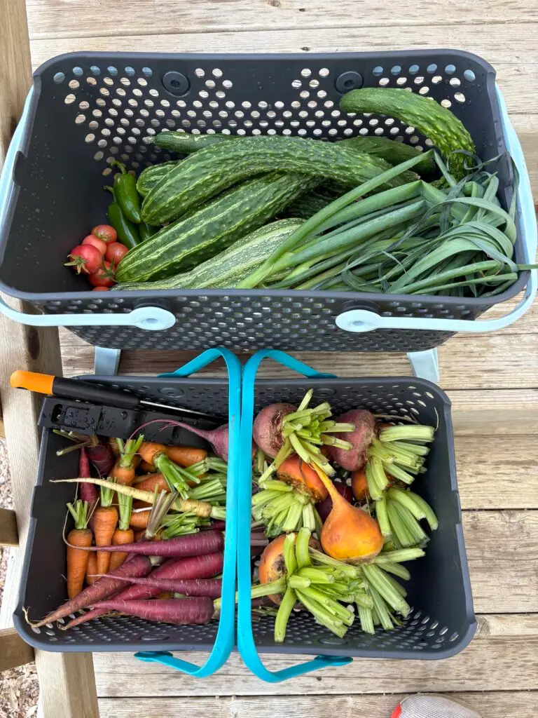 Home 2 baskets filled with cucumber carrots and beets